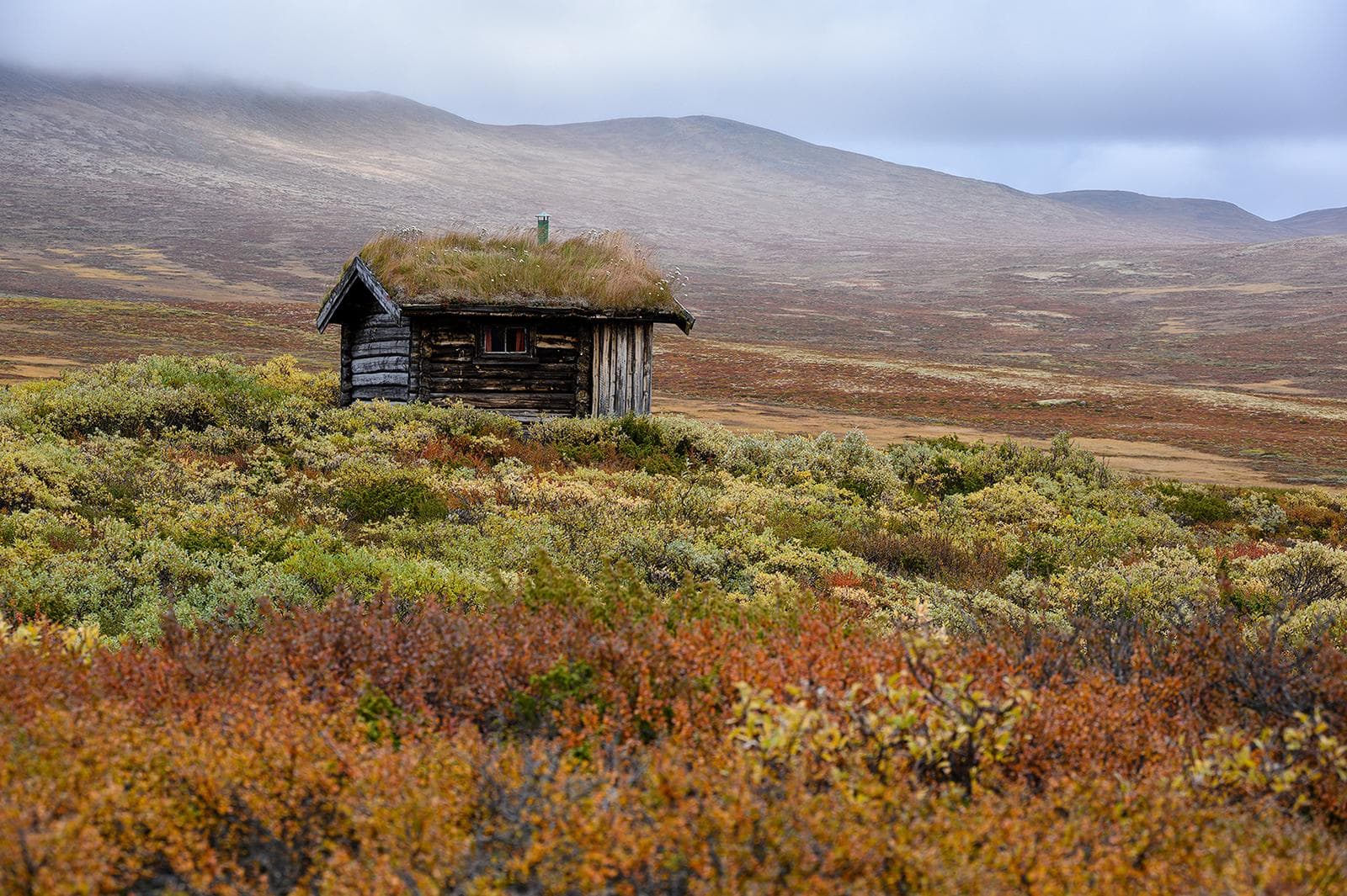 Moskusokser på Dovre i efterårsfarver 2026 — 18