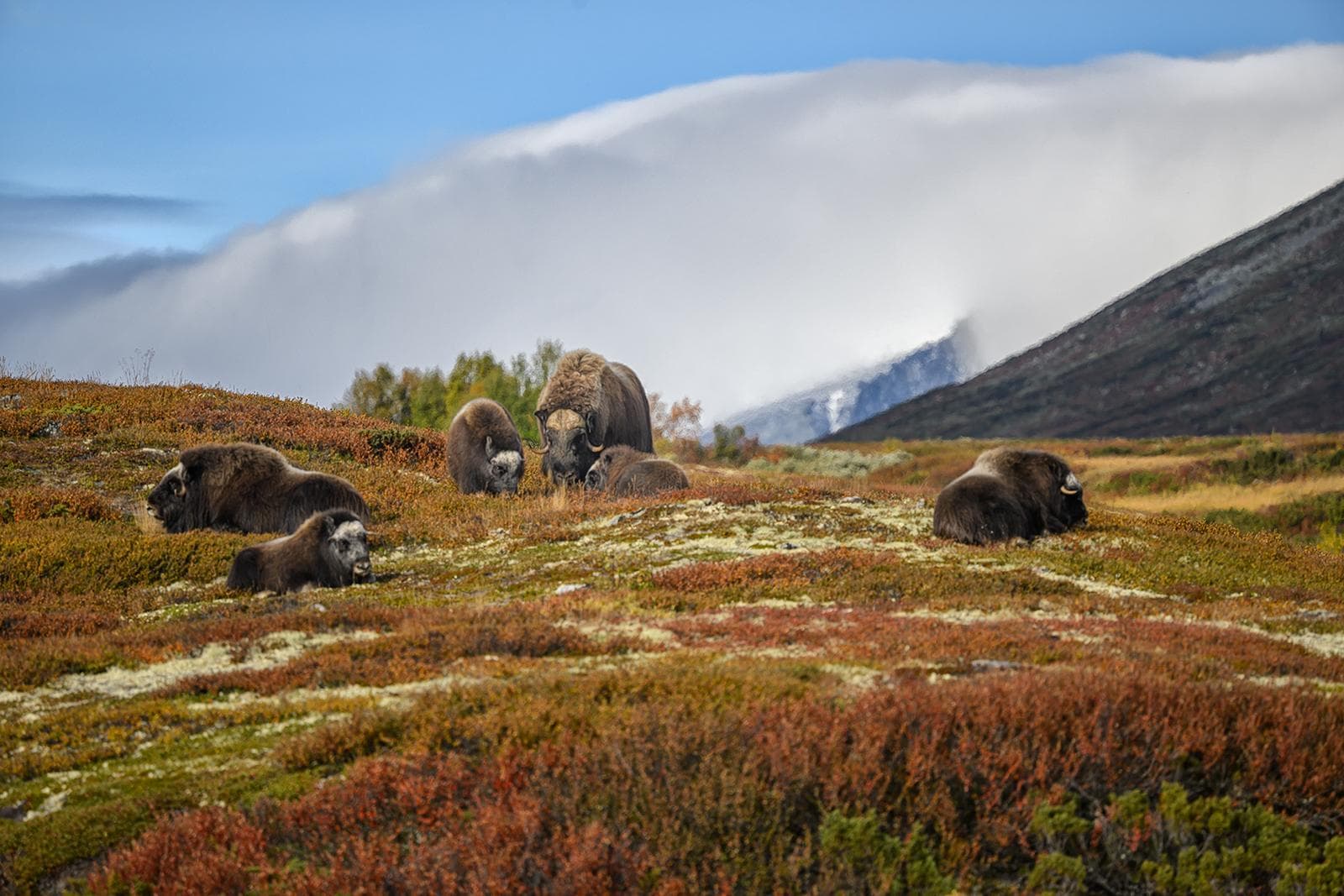 Moskusokser på Dovre i efterårsfarver 2026 — 4