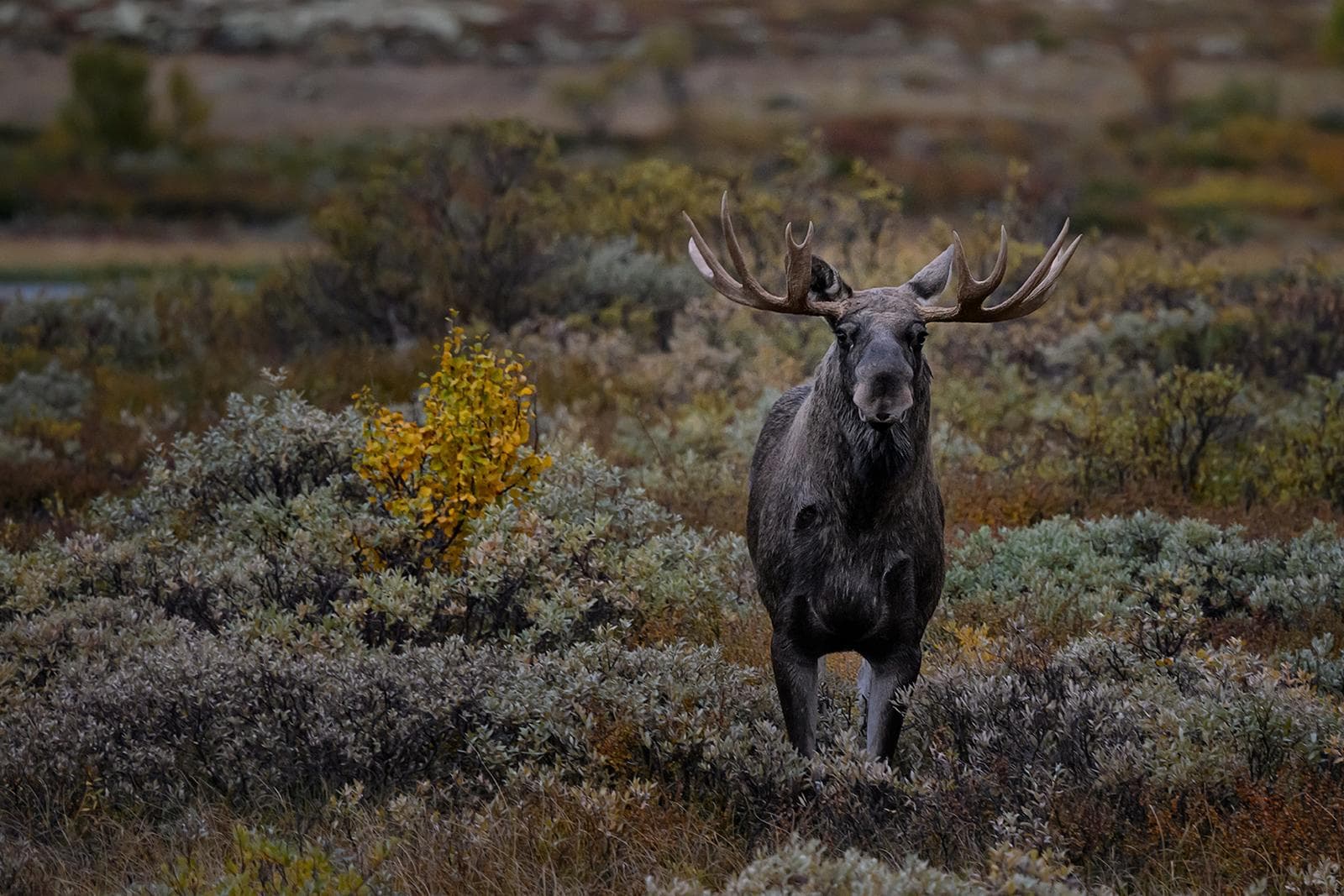Moskusokser på Dovre i efterårsfarver 2026 — 10