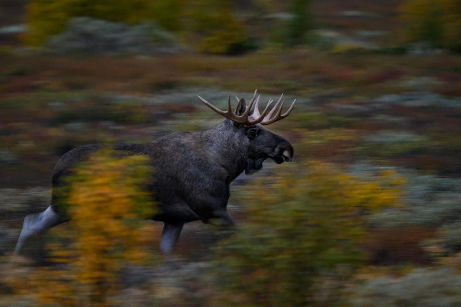 Moskusokser på Dovre i efterårsfarver 2026 — 5