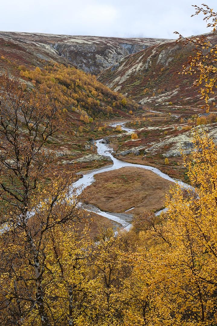 Moskusokser på Dovre i efterårsfarver 2026 — 13