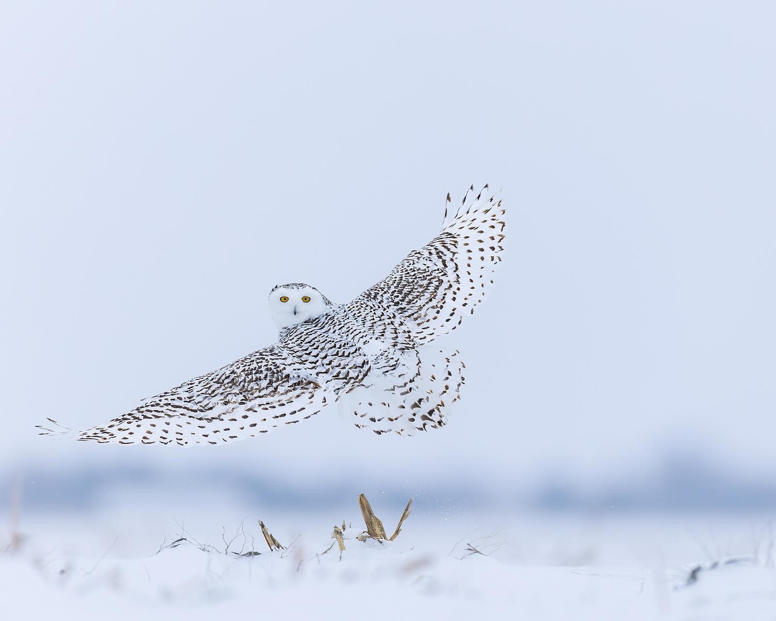 Sneuglen i Canada — 31