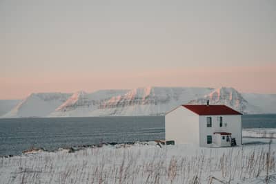 Fjældræv Island — 4