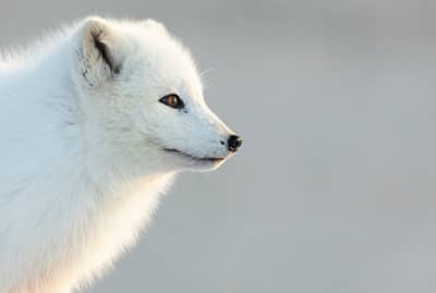 Fjældræv Island — 8