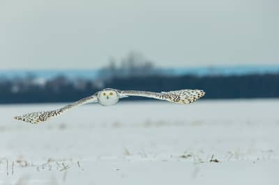 Sneuglen i Canada — 6