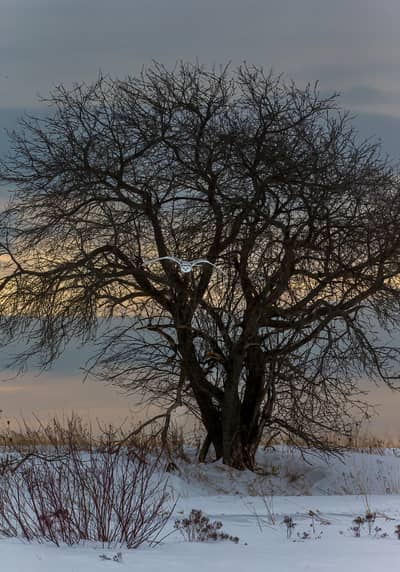 Sneuglen i Canada — 14