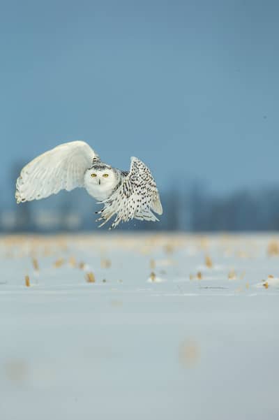 Sneuglen i Canada — 13