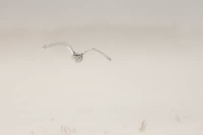 Sneuglen i Canada — 8