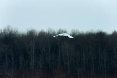 Sneuglen i Canada — 22