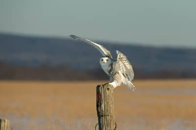 Sneuglen i Canada — 29