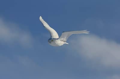 Sneuglen i Canada — 15