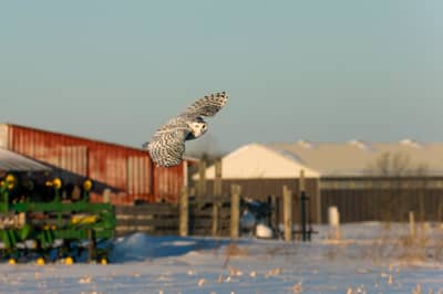 Sneuglen i Canada — 18