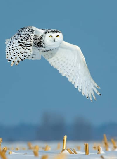 Sneuglen i Canada — 3