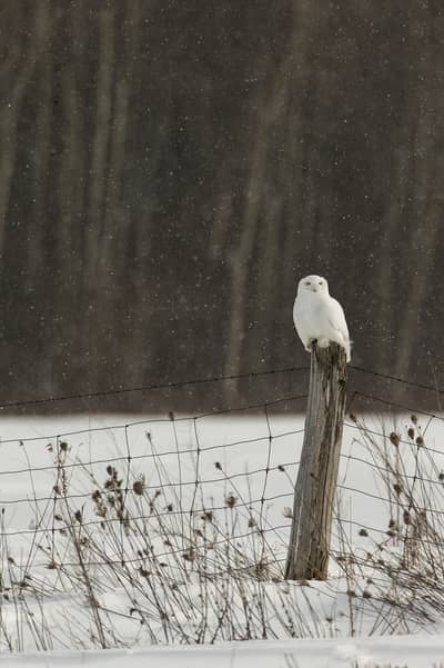 Sneuglen i Canada — 7
