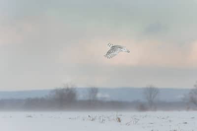 Sneuglen i Canada — 27