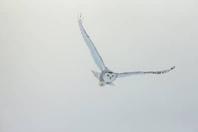 Sneuglen i Canada — 23