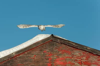 Sneuglen i Canada — 17