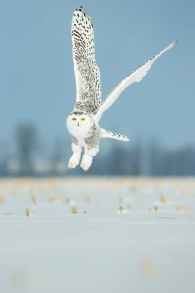 Sneuglen i Canada — 5