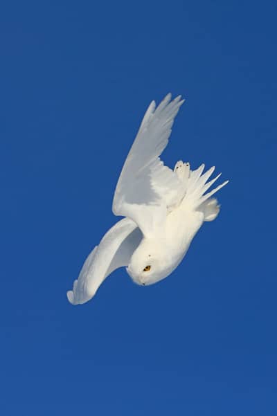 Sneuglen i Canada — 4