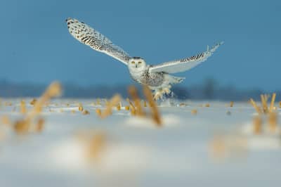 Sneuglen i Canada — 20