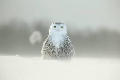 Sneuglen i Canada — 28