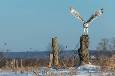 Sneuglen i Canada — 16