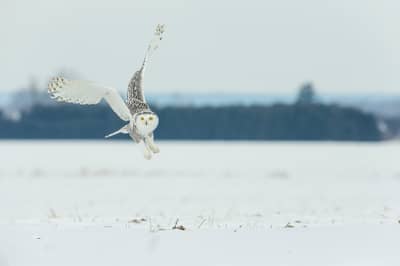 Sneuglen i Canada — 31