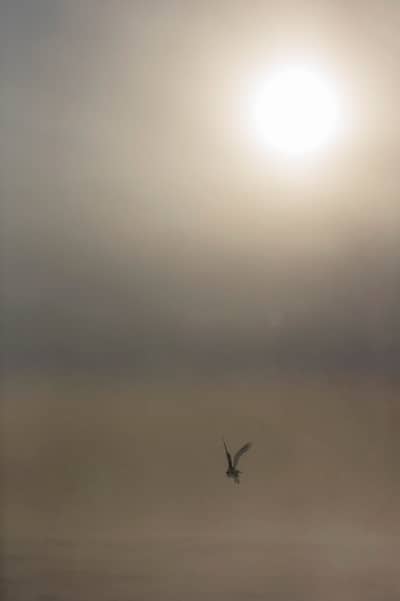 Sneuglen i Canada — 1