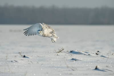 Sneuglen i Canada — 25