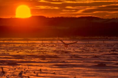 Sneuglen i Canada — 24