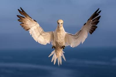 Helgoland (kopia) — 17