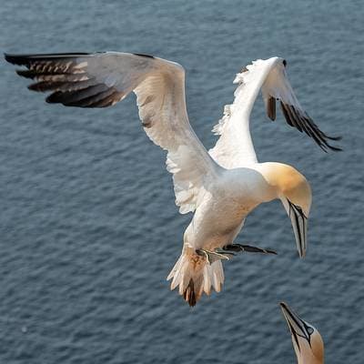 Helgoland (kopia) — 18