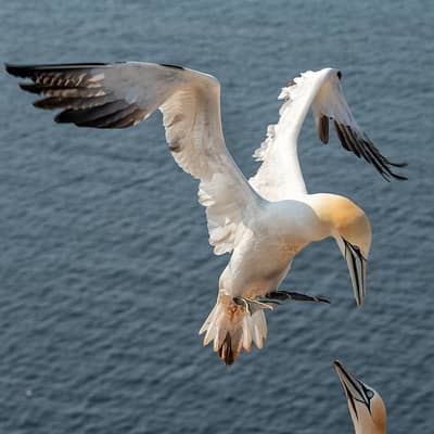 Helgoland (kopia) — 19