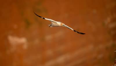 Helgoland (kopia) — 12