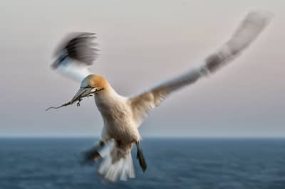 Helgoland (kopia) — 40