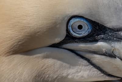 Helgoland (kopia) — 32