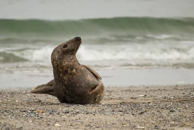 Helgoland (kopia) — 35