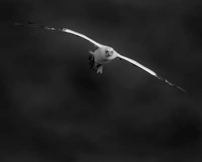 Helgoland (kopia) — 8