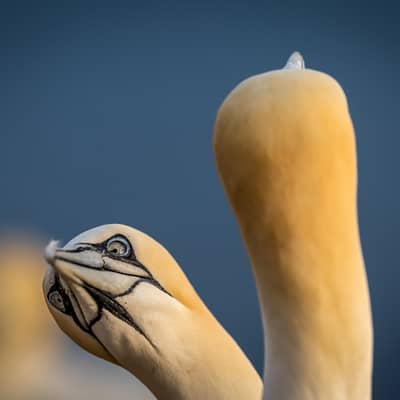 Helgoland (kopia) — 27