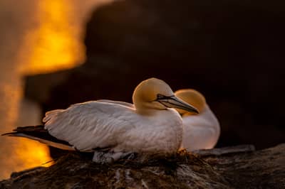 Helgoland (kopia) — 31