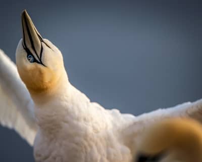 Helgoland (kopia) — 1