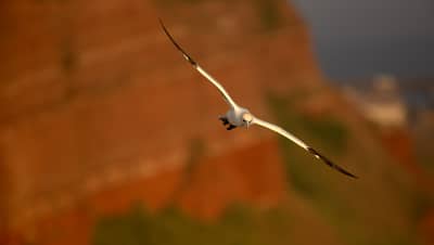 Helgoland (kopia) — 39