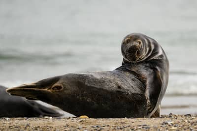 Helgoland (kopia) — 33