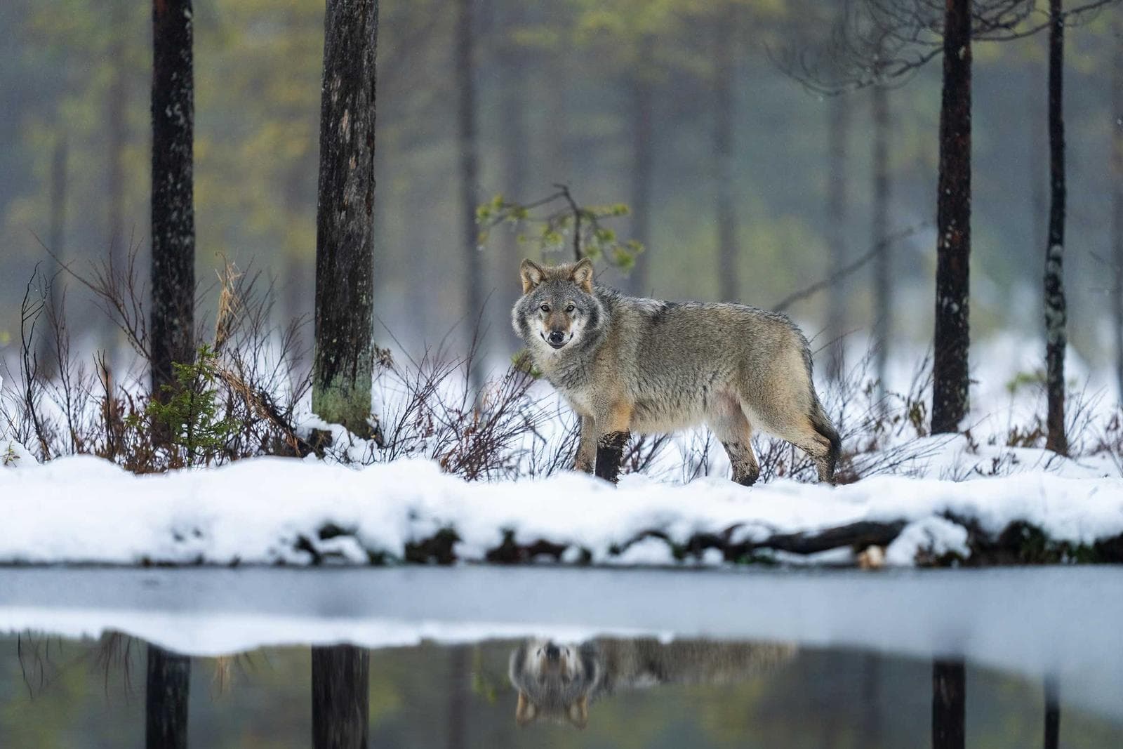 Finland — Brunbjørn og ulv i midnatssol