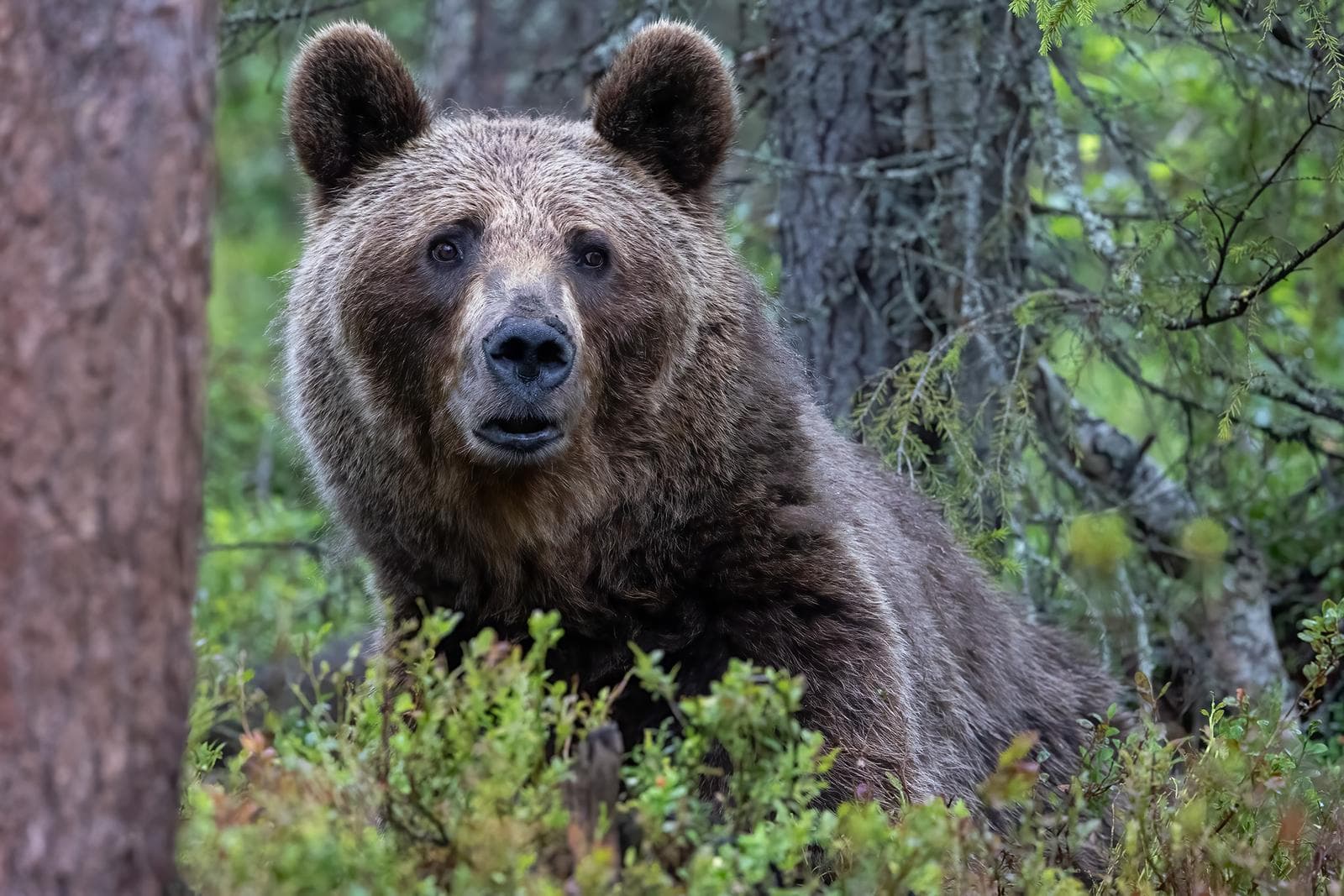 Bjørne og ulve i klassiske finske marker — 12