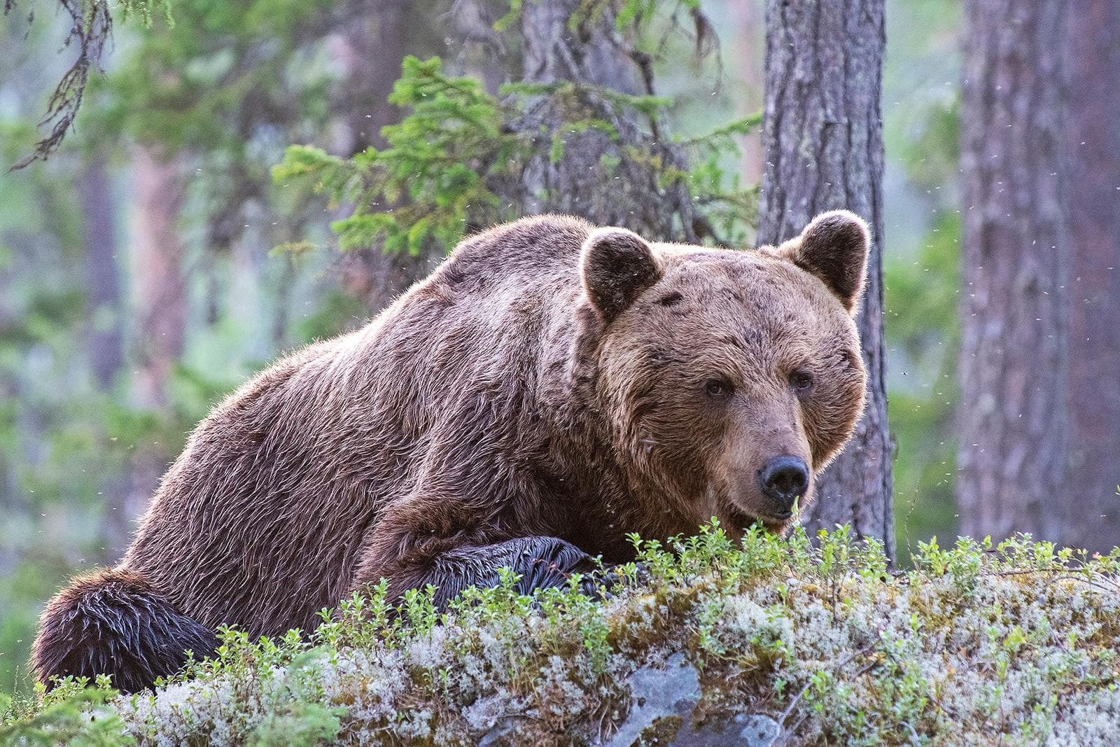 Bjørne og ulve i klassiske finske marker — 20