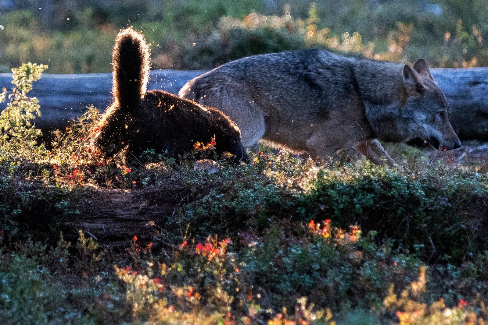 Bjørne og ulve i klassiske finske marker — 22