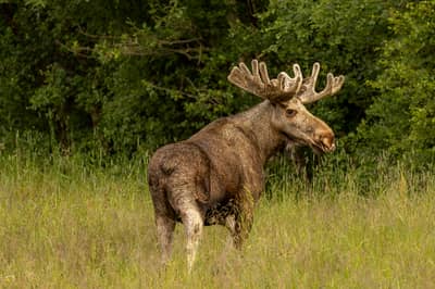 Ørnenes rige — 17