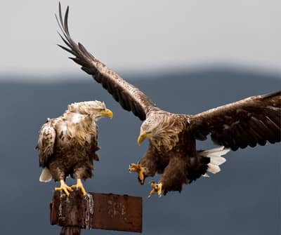 Ørnenes rige — 22