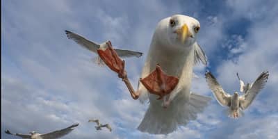 Ørnenes rige — 21